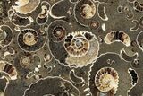 Polished Ammonite (Promicroceras) Section - Somerset, England #319642-1